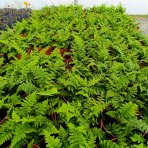 Stálozelená papraď samčia (Dryopteris Filix mas) - výška 15-25 cm ⌀ 25 cm, kont. C2L